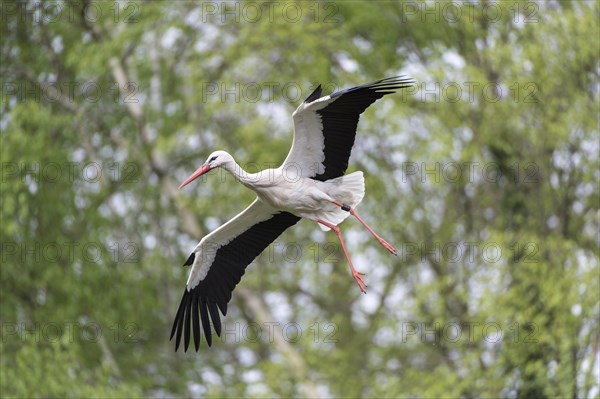 White Stork (Ciconia ciconia)