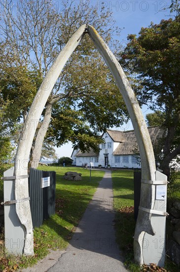 Jawbones of a whale