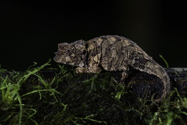 Northern leaf chameleon (Brookesia ebenaui)