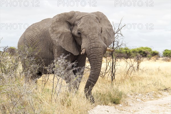 African Elephant (Loxodonta africana)