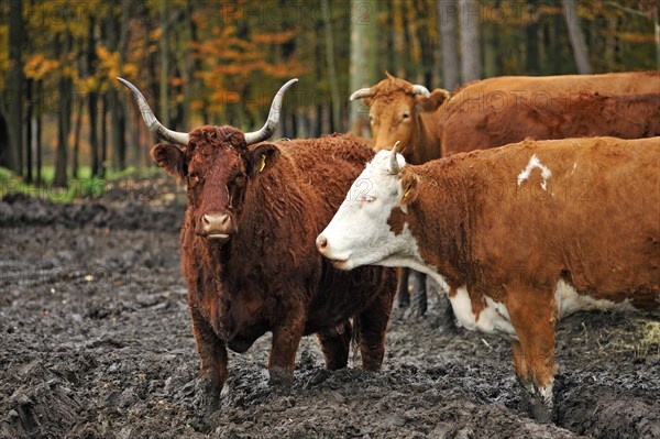 Cows standing in the mud