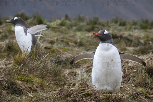 Gentoo Penguins (Pygoscelis papua)