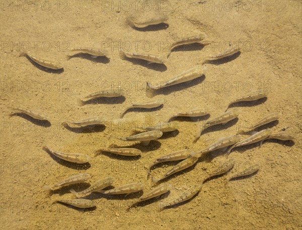 Death Valley pupfish (Cyprinodon salinus salinus)