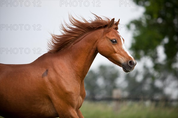 Welsh B Pony gelding