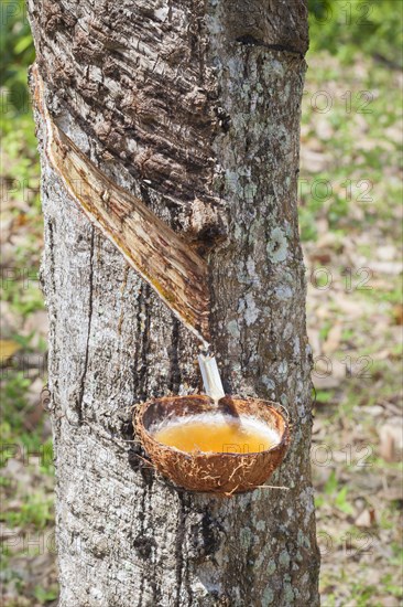 Latex sap dripping out of a cut tree in a rubber plantation