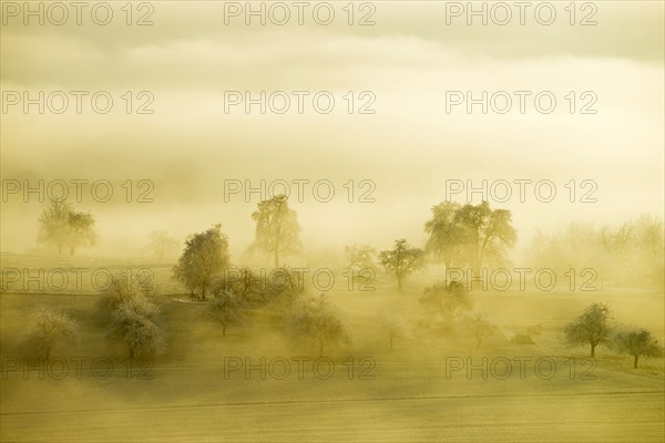 Fruit trees with hoarfrost and fog