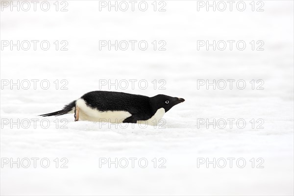 Adelie Penguin (Pygoscelis adeliae)