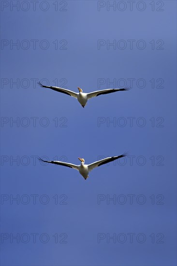 American White Pelican (Pelecanus erythrorhynchos)