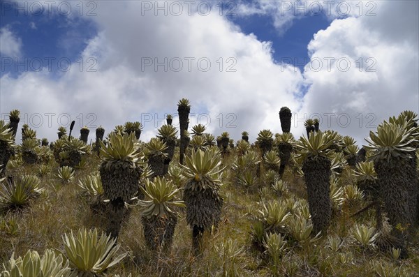 Frailejon or Fraylejon (Espeletia pycnophylla) plants in the paramo landscape