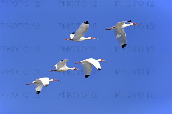 American White Ibis (Eudocimus albus)