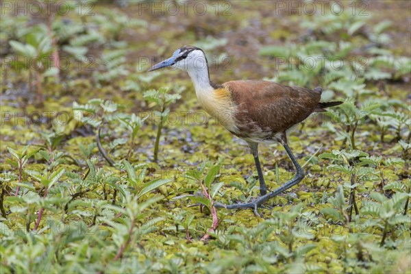 African Jacana (Actophilornis africanus)