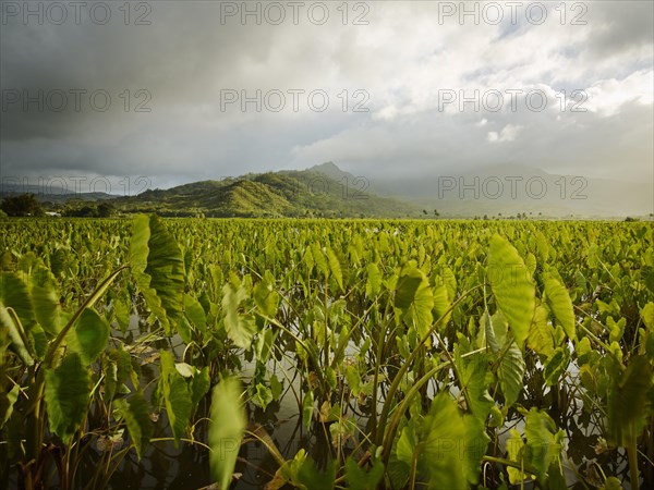 Taro fields in Hanalei Valley