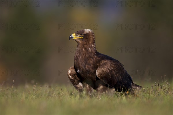 Steppe Eagle (Aquila nipalensis)