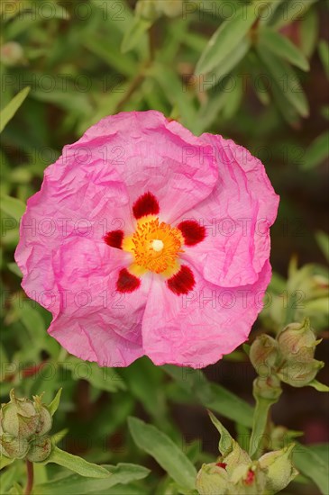 Orchid Rockrose (Cistus x purpureus)