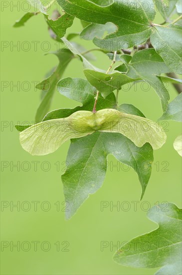 Field Maple (Acer campestre)