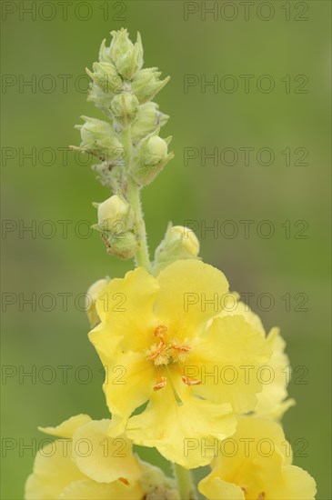 Dense-Flowered Mullein (Verbascum densiflorum)