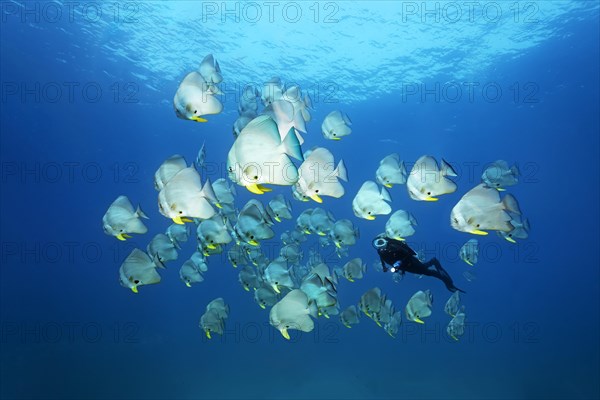 A Diver amongst a shoal of Teira Batfish (Platax teira)