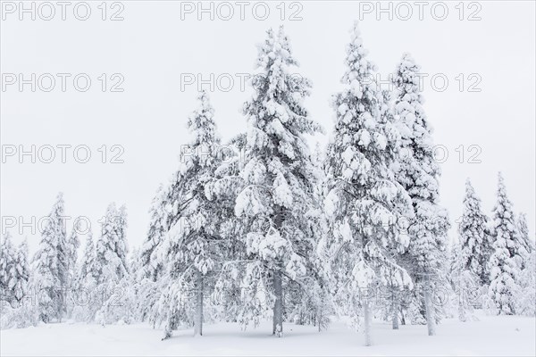Snow-covered trees