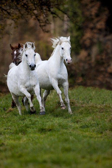 Arab Horses