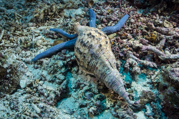 Triton's Trumpet (Charonia tritonis) feeding on a Blue Sea Star or Blue Starfish (Linckia laevigata)