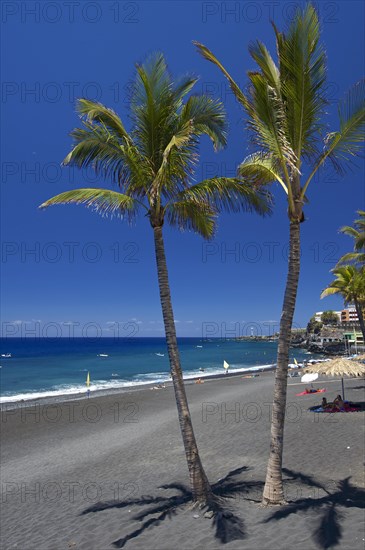 Palm trees on the beach