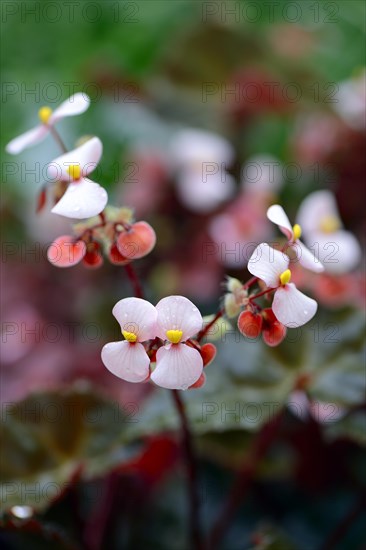 Flowers of an Eyelash Begonia (Begonia bowerae)