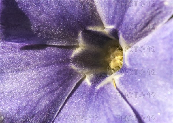 Creeping Myrtle or Lesser Periwinkle (Vinca minor)