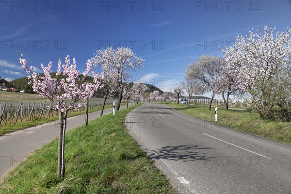 Country road