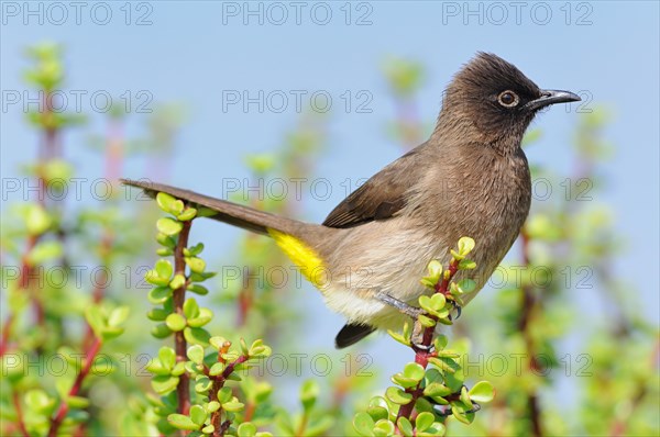 Cape Bulbul (Pycnonotus capensis)