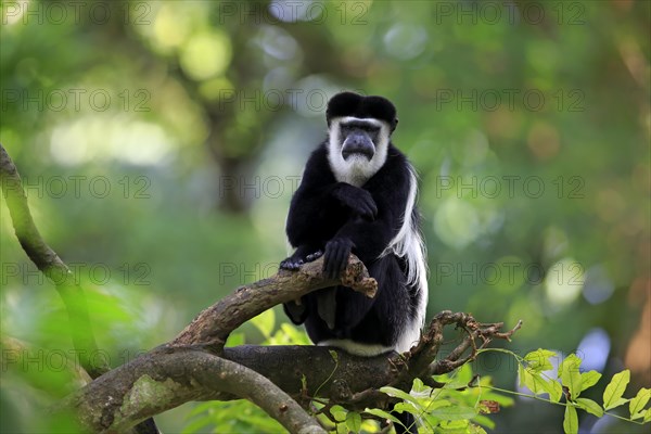 Angolan Colobus or Angola Colobus (Colobus angolensis)