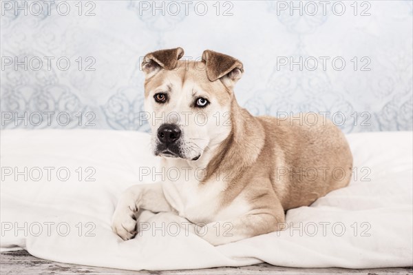 Akita Inu mixed-breed dog