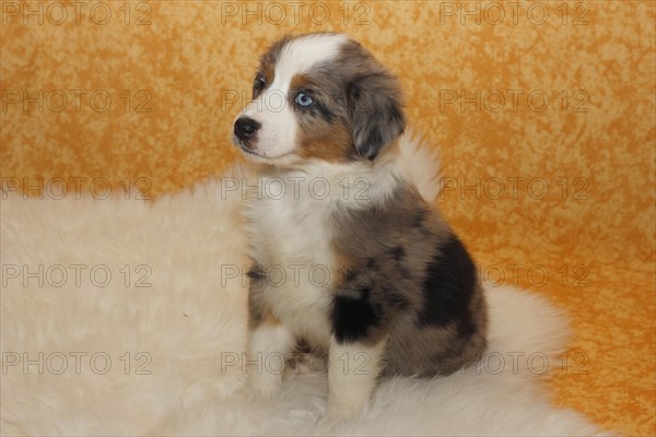 Miniature American Shepherd