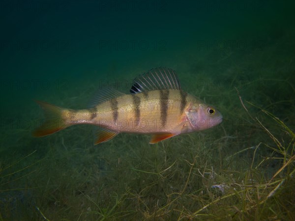 A European perch Perca fluviatilis) foraging on the lake bottom