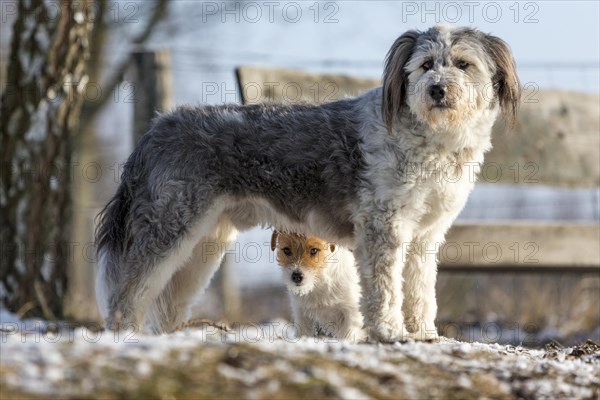 Young Jack Russell Terrier bitch seeking protection behind a larger mixed-breed dog