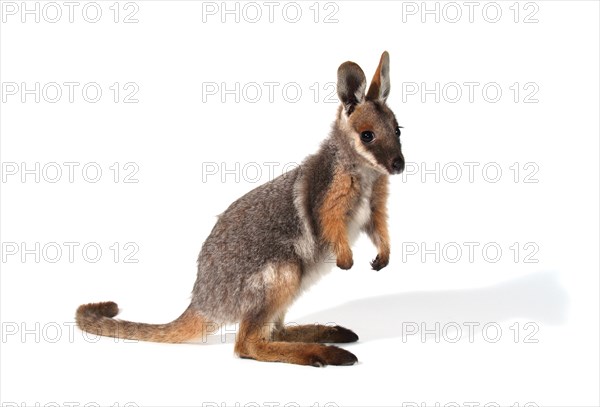 Yellow-Footed Rock-Wallaby (Petrogale xanthopus)