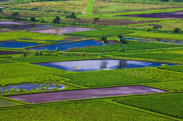 Taro fields in Hanalei Valley