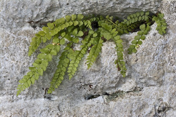 maidenhair spleenwort (Asplenium trichomanes)