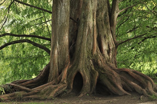 Lower trunk of a Dawn Redwood (Metasequoia glyptostroboides)
