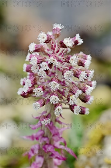 Common Butterbur (Petasites hybridus