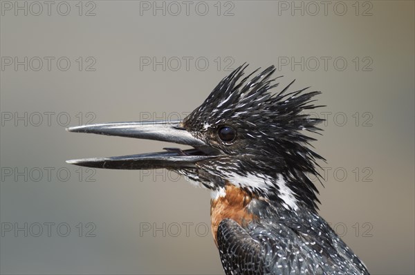 Giant Kingfisher (Megaceryle maximus)