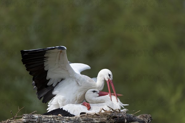 White Stork (Ciconia ciconia)