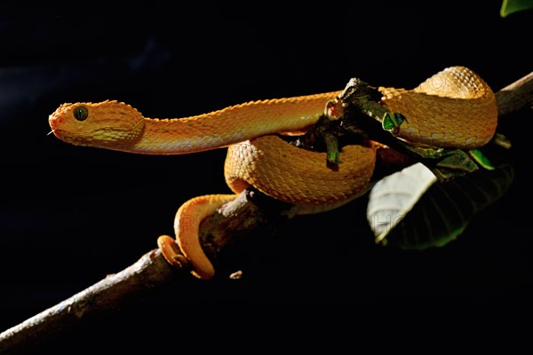 Mayombe Bush-Viper (Atheris squamigera anisolepis)