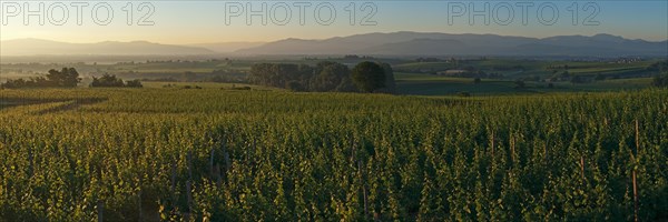 Sunrise at Tuniberg with views of the Black Forest