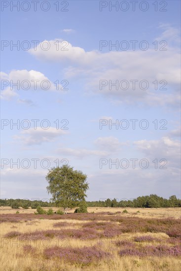 Open heath with birch (Betula sp.)