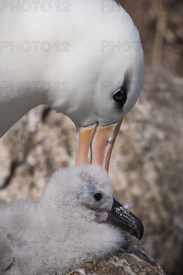 Black-browed Albatross or Black-browed Mollymawk (Thalassarche melanophris)