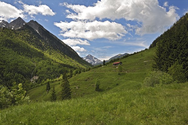 Alpine pasture