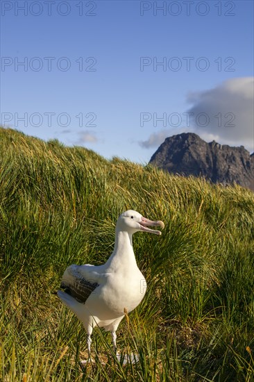 Wandering Albatross (Diomedea exulans) at its nesting site