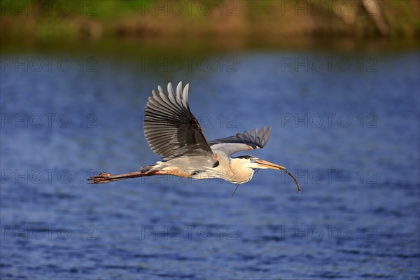 Great Blue Heron (Ardea herodias)