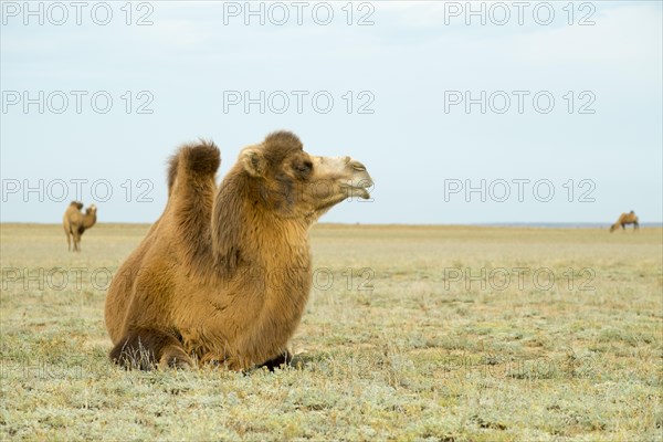 Wild Bactrian Camel (Camelus ferus) in the steppe of Boorog Delin Els