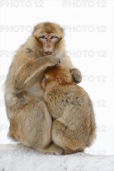 Barbary macaque (Macaca sylvanus)